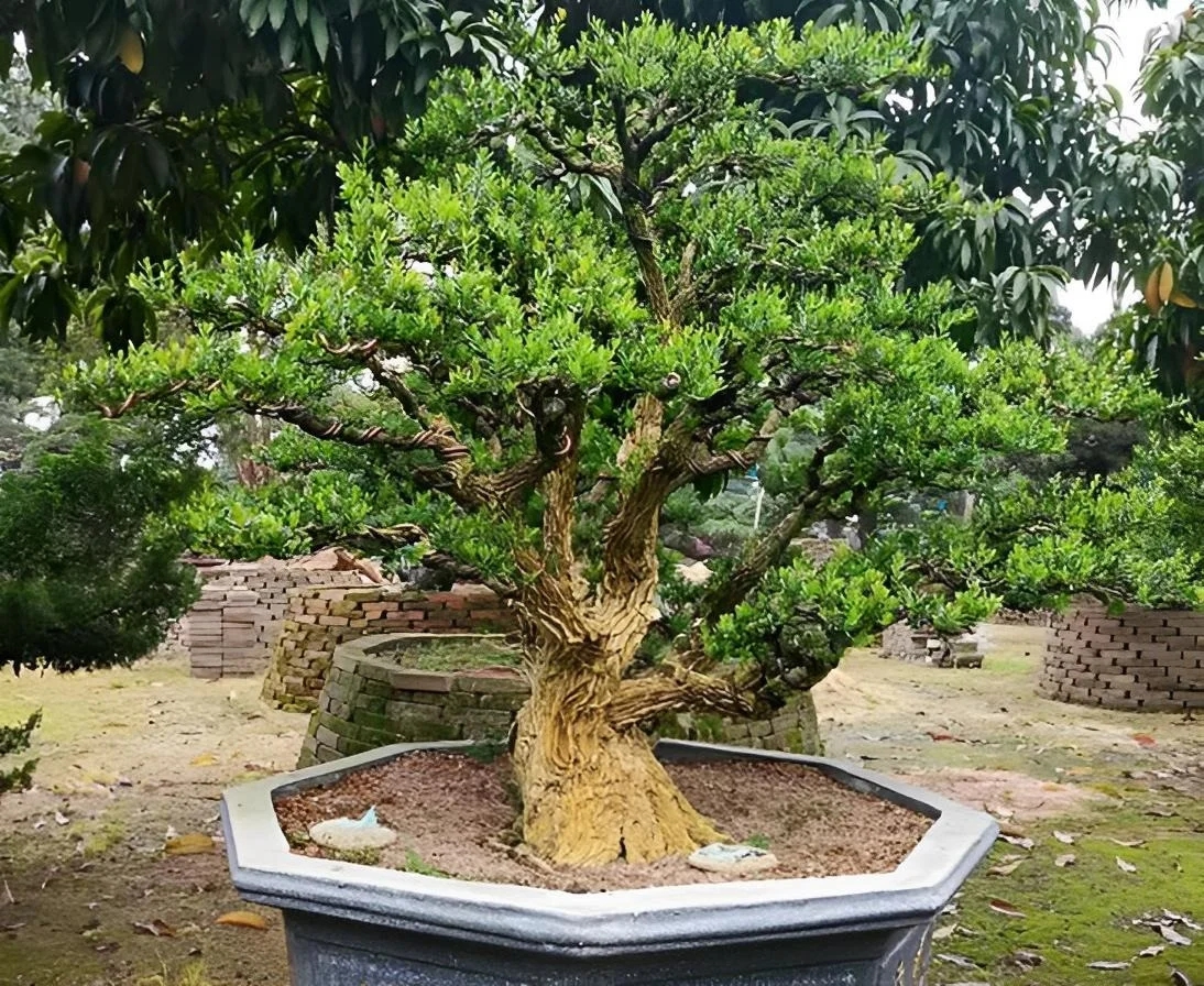 5 loại cây chiêu tài được người giàu đặc biệt thích, 10 nhà thì 9 nhà đều trồng, mang lại sự thịnh vượng cho cả gia đình- Ảnh 2.