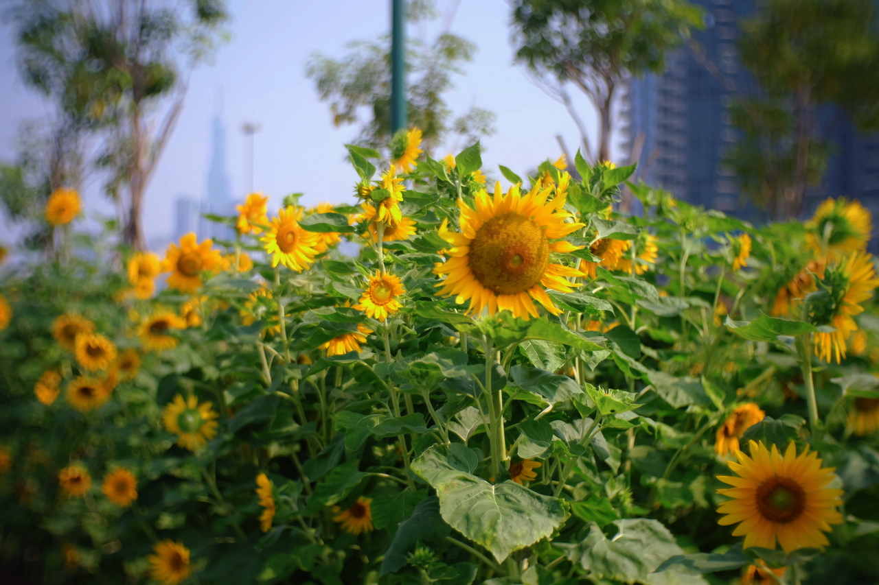 Những điểm check-in "ngàn hoa" hút khách ở TP Hồ Chí Minh- Ảnh 6. Những điểm check-in "ngàn hoa" hút khách ở TP Hồ Chí Minh- Ảnh 6.