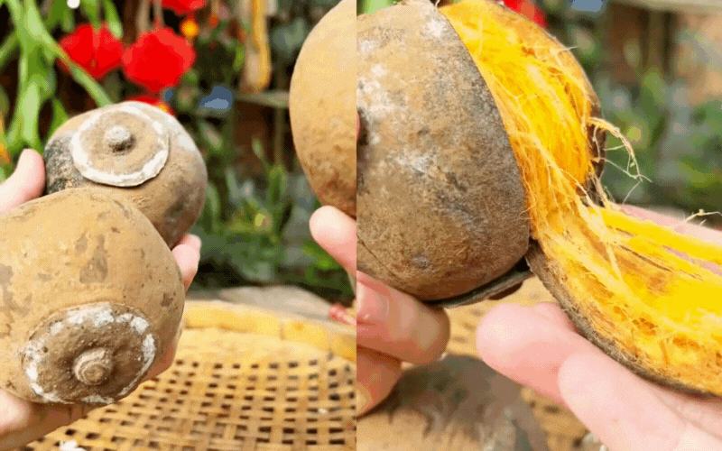 Cơn sốt quả lạ Chupa Chupa "vỏ dừa, ruột xoài, mùi hồng treo gió" đang khiến dân tình rần rần săn lùng - Ảnh 4.