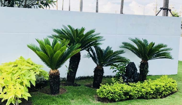 5 loại cây chiêu tài được người giàu đặc biệt thích, 10 nhà thì 9 nhà đều trồng, mang lại sự thịnh vượng cho cả gia đình- Ảnh 1.