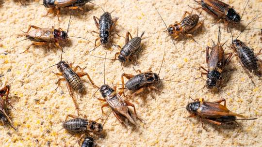 Món phổ biến ở nhiều nước nhưng PCT Ủy ban Nông nghiệp Quốc hội Nga tuyên bố người Nga 'không bao giờ ăn'- Ảnh 1.