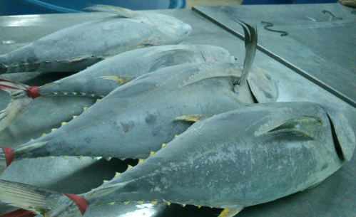 Một sản vật dưới nước của Việt Nam được Canada liên tục săn lùng: Thu về hơn 38 triệu USD, Thái Lan đang là là đối thủ lớn nhất - Ảnh 1.