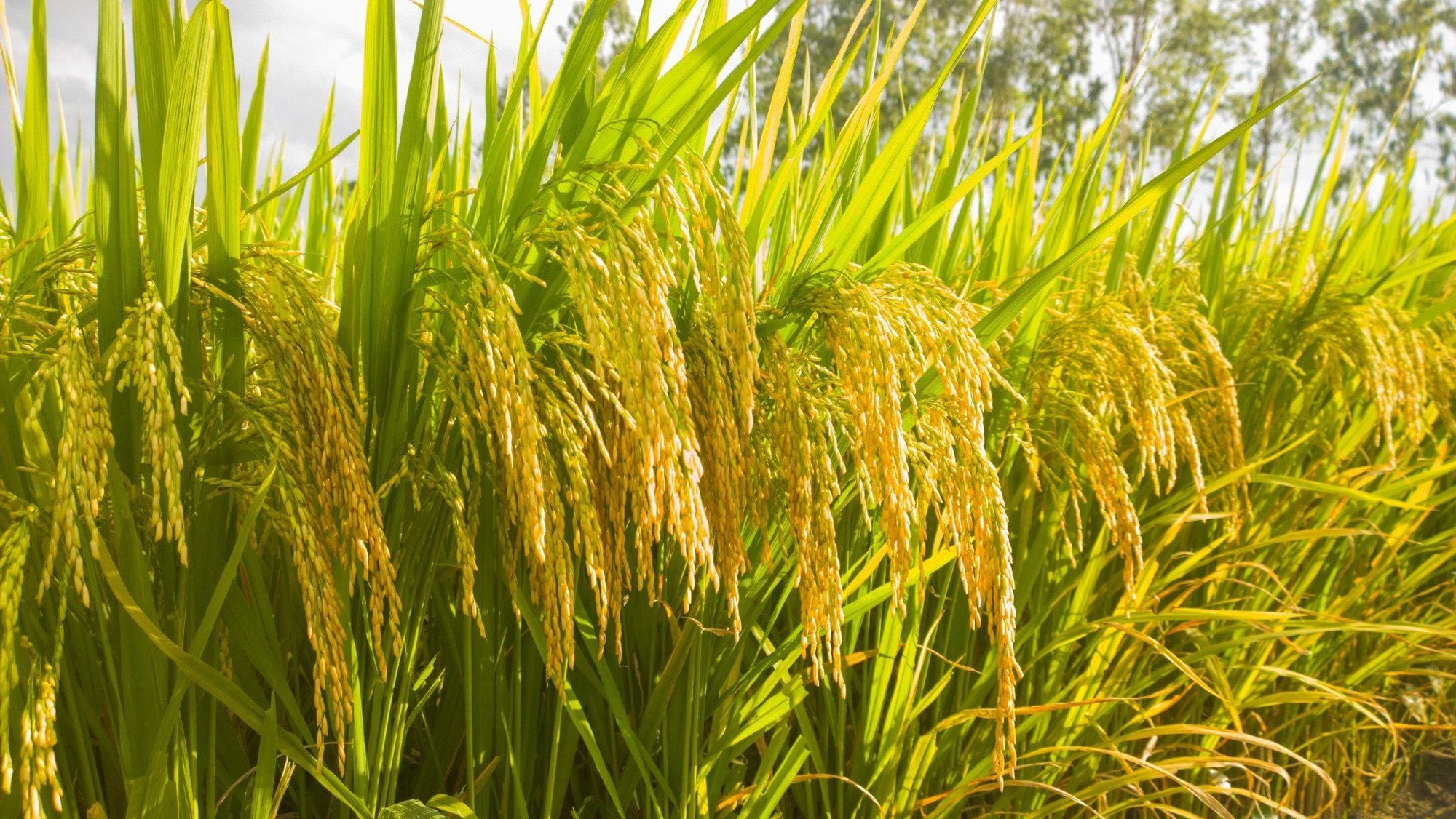 Một giống lúa Việt "cấy một vụ, ăn cả năm", năng suất "khủng" - Ảnh 1.