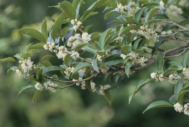 3 loại cây nên trồng trước cửa nhà dịp năm mới: “Hút” vận may, dùng làm thuốc- Ảnh 1.