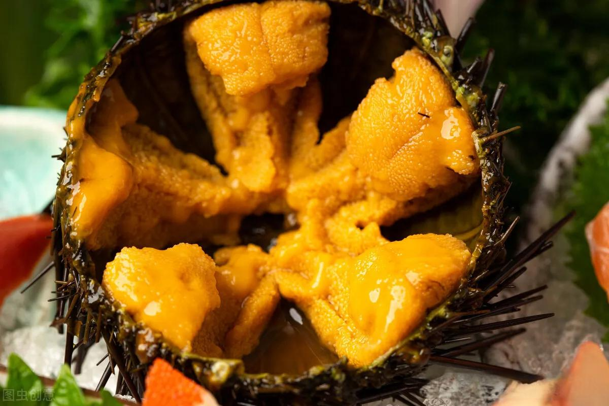 Sinh vật duy nhất trên Trái đất "nhìn bằng chân": Hóa ra là "nhân sâm của biển" - Ảnh 3.