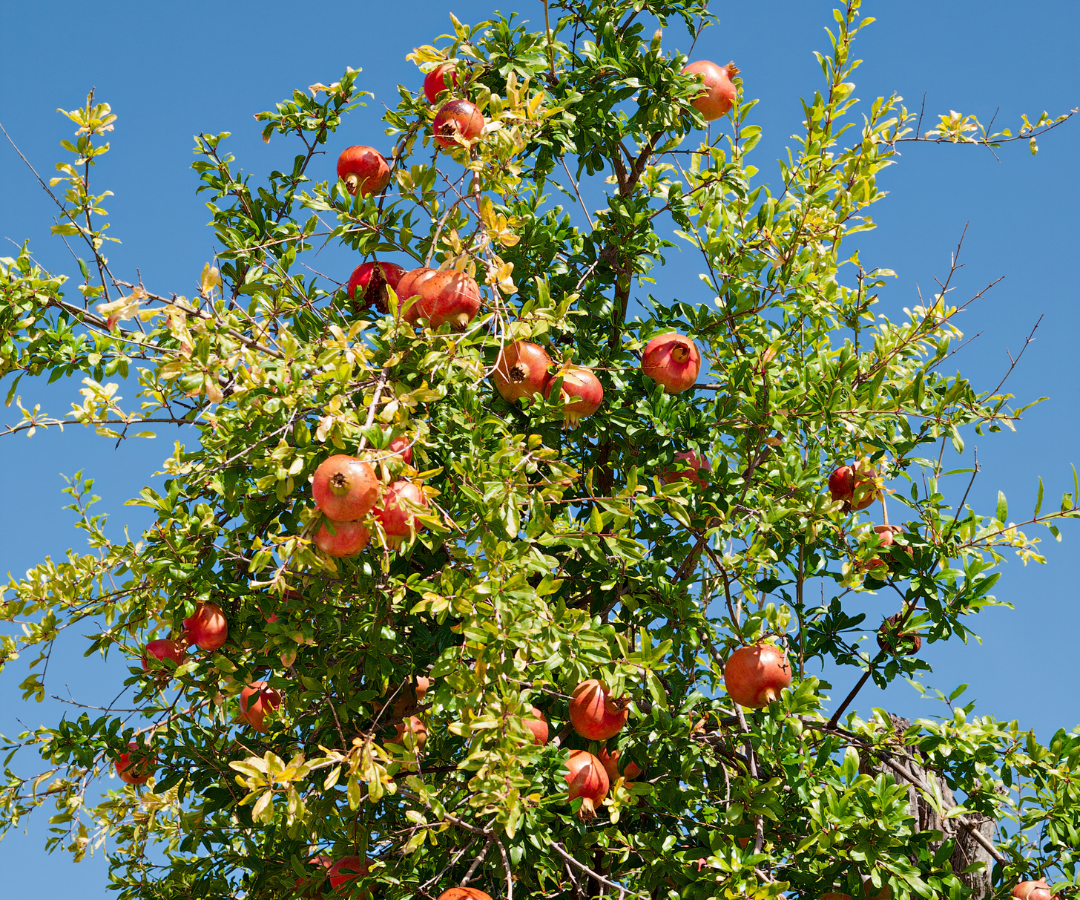 3 loại cây nên trồng trước cửa nhà dịp năm mới: “Hút” vận may, dùng làm thuốc- Ảnh 3.