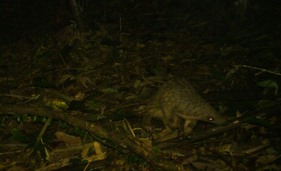 Phát hiện loài cực quý được gọi là “xuyên sơn giáp” ở Việt Nam: Nhiều người vui mừng, lập tức có cán bộ bảo vệ nghiêm ngặt - Ảnh 1.