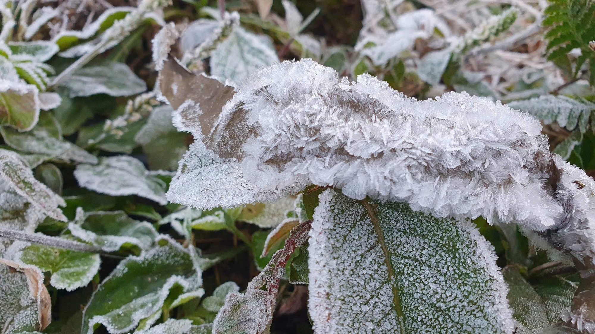 VIDEO: Băng giá xuất hiện tại một tỉnh miền Trung khi nhiệt độ xuống âm 5 độ C - Ảnh 1.