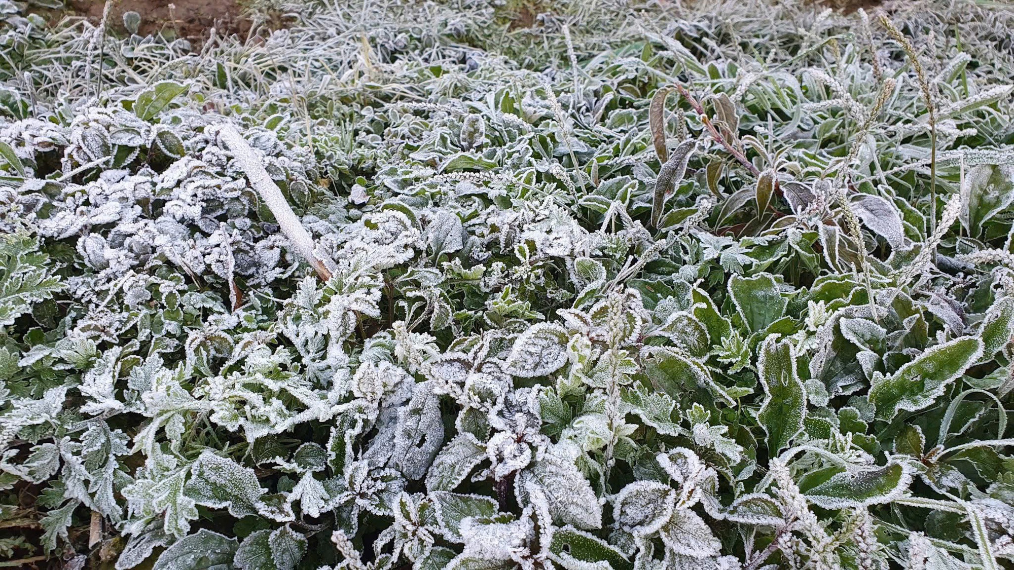 VIDEO: Băng giá xuất hiện tại một tỉnh miền Trung khi nhiệt độ xuống âm 5 độ C - Ảnh 2.