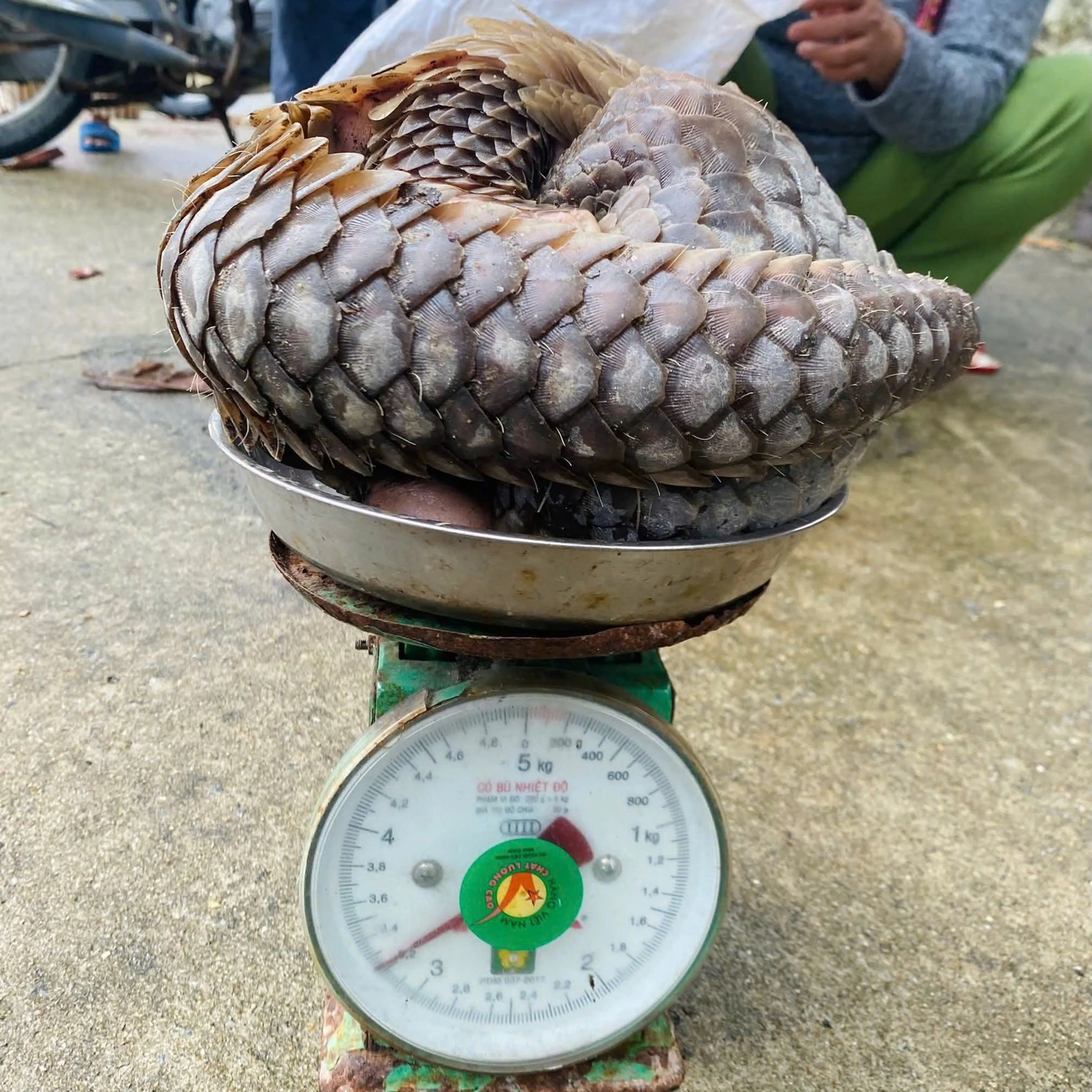 Phát hiện loài cực quý được gọi là “xuyên sơn giáp” ở Việt Nam: Nhiều người vui mừng, lập tức có cán bộ bảo vệ nghiêm ngặt - Ảnh 2.