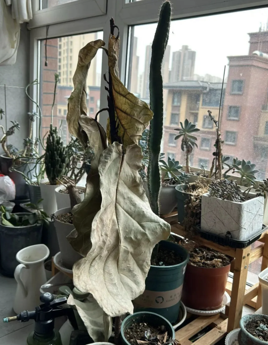 Người giàu không bao giờ đặt 5 thứ này ở ban công, người nghèo lại vô tư chất đống- Ảnh 4.