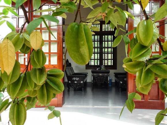 Ngày càng nhiều gia đình trồng khế: Hóa ra không chỉ để lấy quả - Ảnh 1.