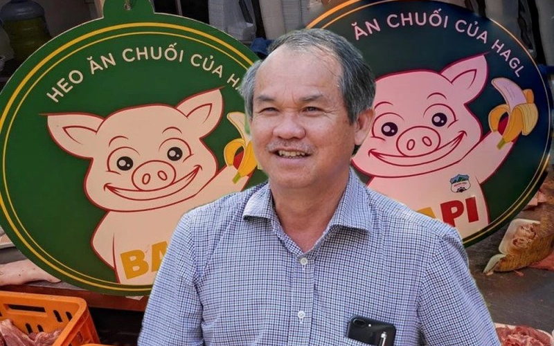 Đàn heo ăn chuối của bầu Đức giờ ra sao?