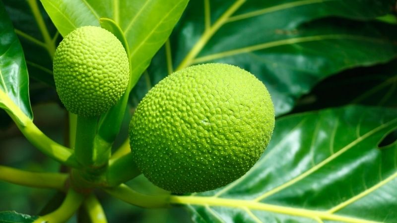 Loại quả "ăn như bánh mì", là siêu thực phẩm tốt cho tim mạch - Ảnh 1.