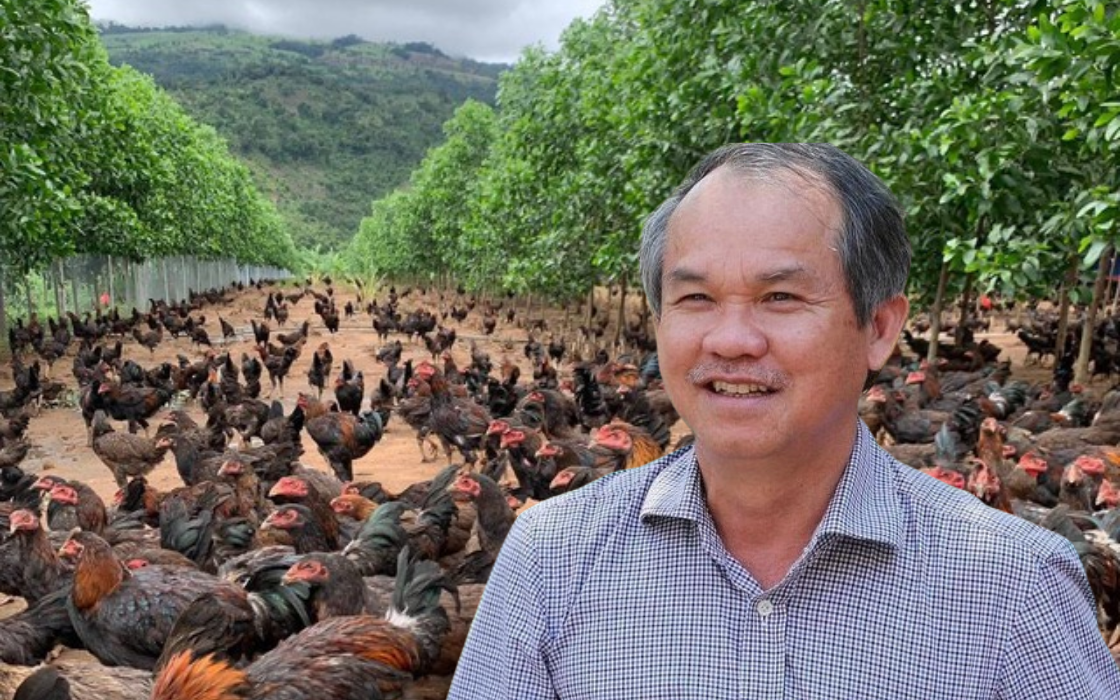 Đàn gà ăn chuối của bầu Đức giờ ra sao?