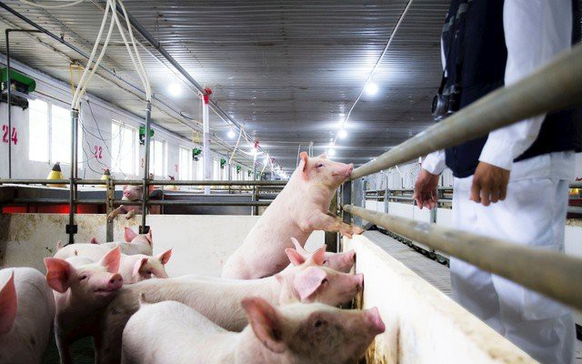 Tỷ phú Trần Đình Long bán 151.000 con heo, 87 triệu quả trứng gà trong quý 3