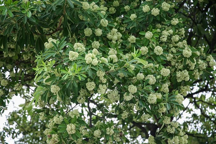 Những tuyến phố nhiều hoa sữa nhất Hà Nội: Cùng một đoạn đường người đứng lại hít hà, người đeo 2 lớp khẩu trang phóng cho nhanh- Ảnh 3.