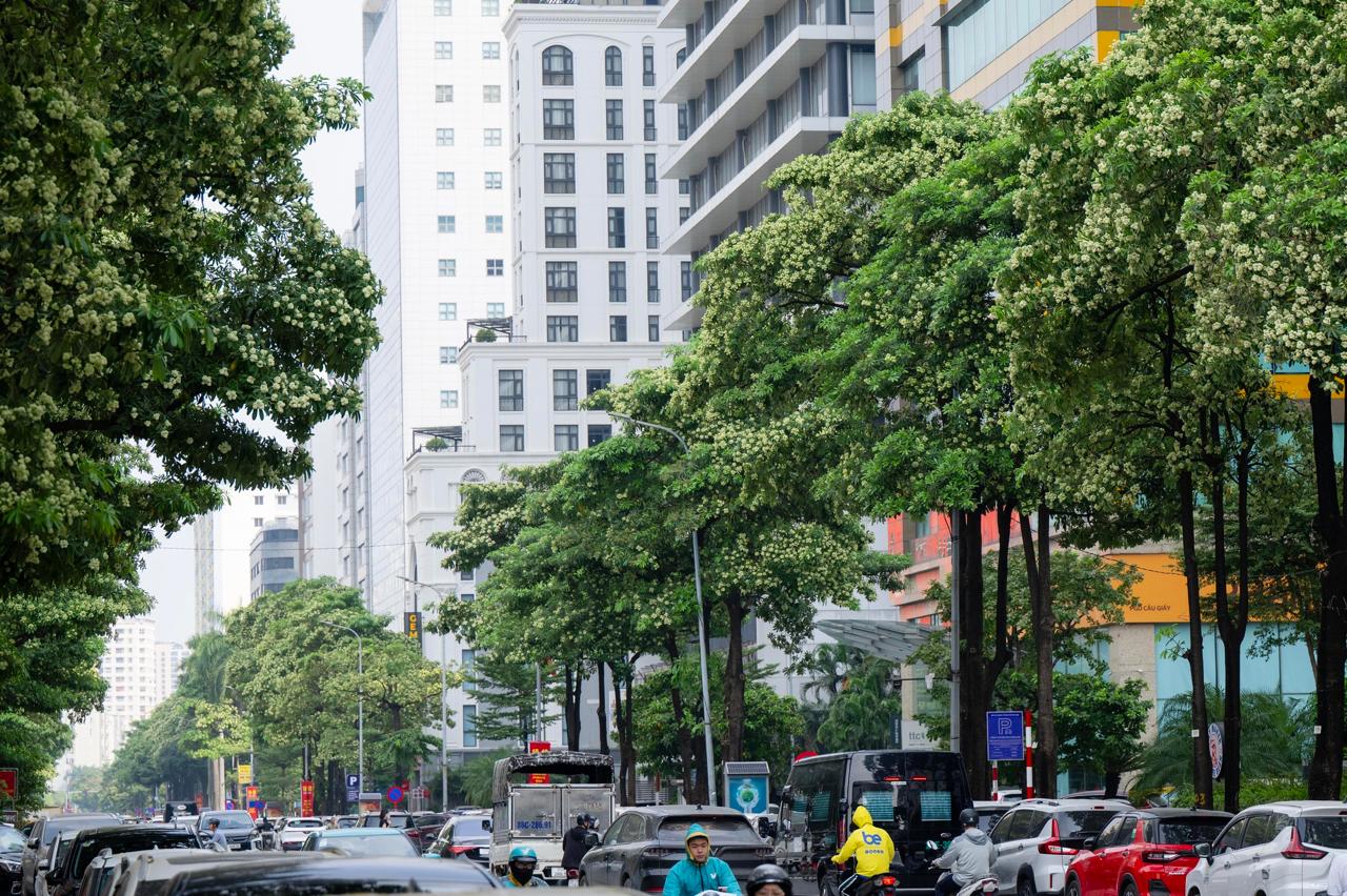 Những tuyến phố nhiều hoa sữa nhất Hà Nội: Cùng một đoạn đường người đứng lại hít hà, người đeo 2 lớp khẩu trang phóng cho nhanh- Ảnh 15.