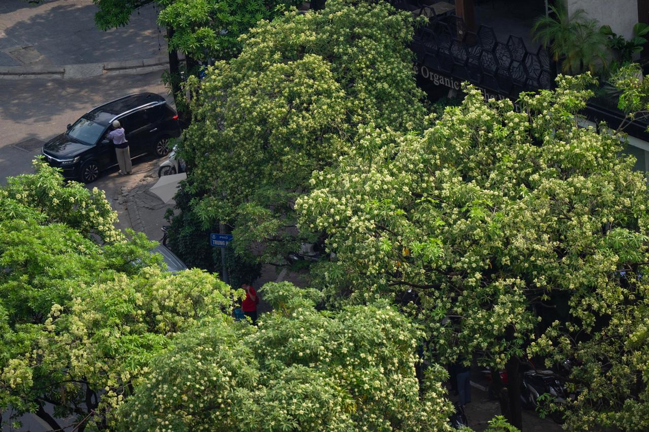 Những tuyến phố nhiều hoa sữa nhất Hà Nội: Cùng một đoạn đường người đứng lại hít hà, người đeo 2 lớp khẩu trang phóng cho nhanh- Ảnh 18.