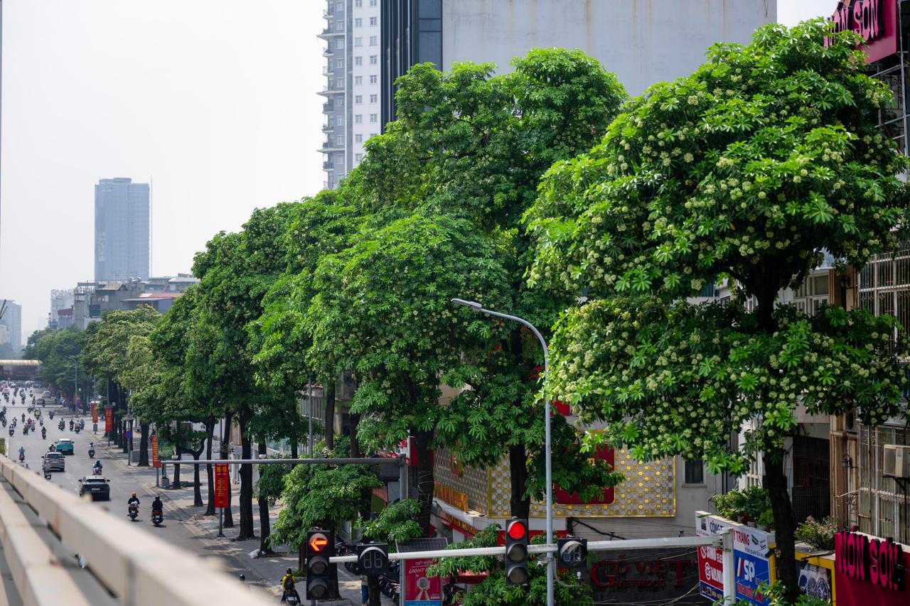 Những tuyến phố nhiều hoa sữa nhất Hà Nội: Cùng một đoạn đường người đứng lại hít hà, người đeo 2 lớp khẩu trang phóng cho nhanh- Ảnh 7.