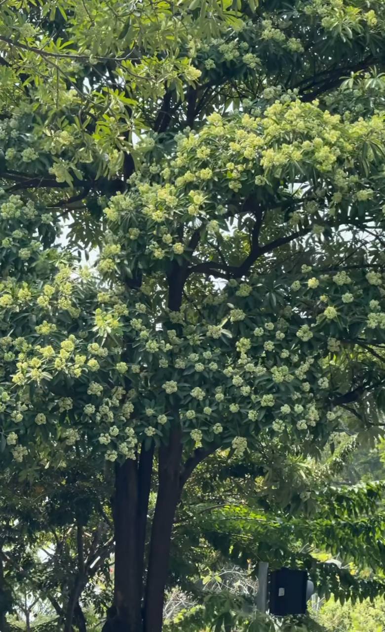 Những tuyến phố nhiều hoa sữa nhất Hà Nội: Cùng một đoạn đường người đứng lại hít hà, người đeo 2 lớp khẩu trang phóng cho nhanh- Ảnh 4.