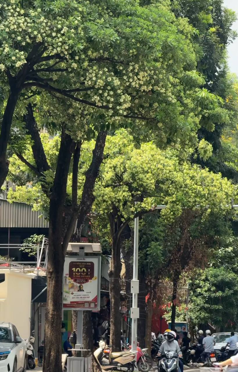 Những tuyến phố nhiều hoa sữa nhất Hà Nội: Cùng một đoạn đường người đứng lại hít hà, người đeo 2 lớp khẩu trang phóng cho nhanh- Ảnh 5.