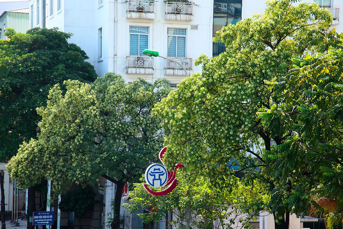 Những tuyến phố nhiều hoa sữa nhất Hà Nội: Cùng một đoạn đường người đứng lại hít hà, người đeo 2 lớp khẩu trang phóng cho nhanh- Ảnh 10.