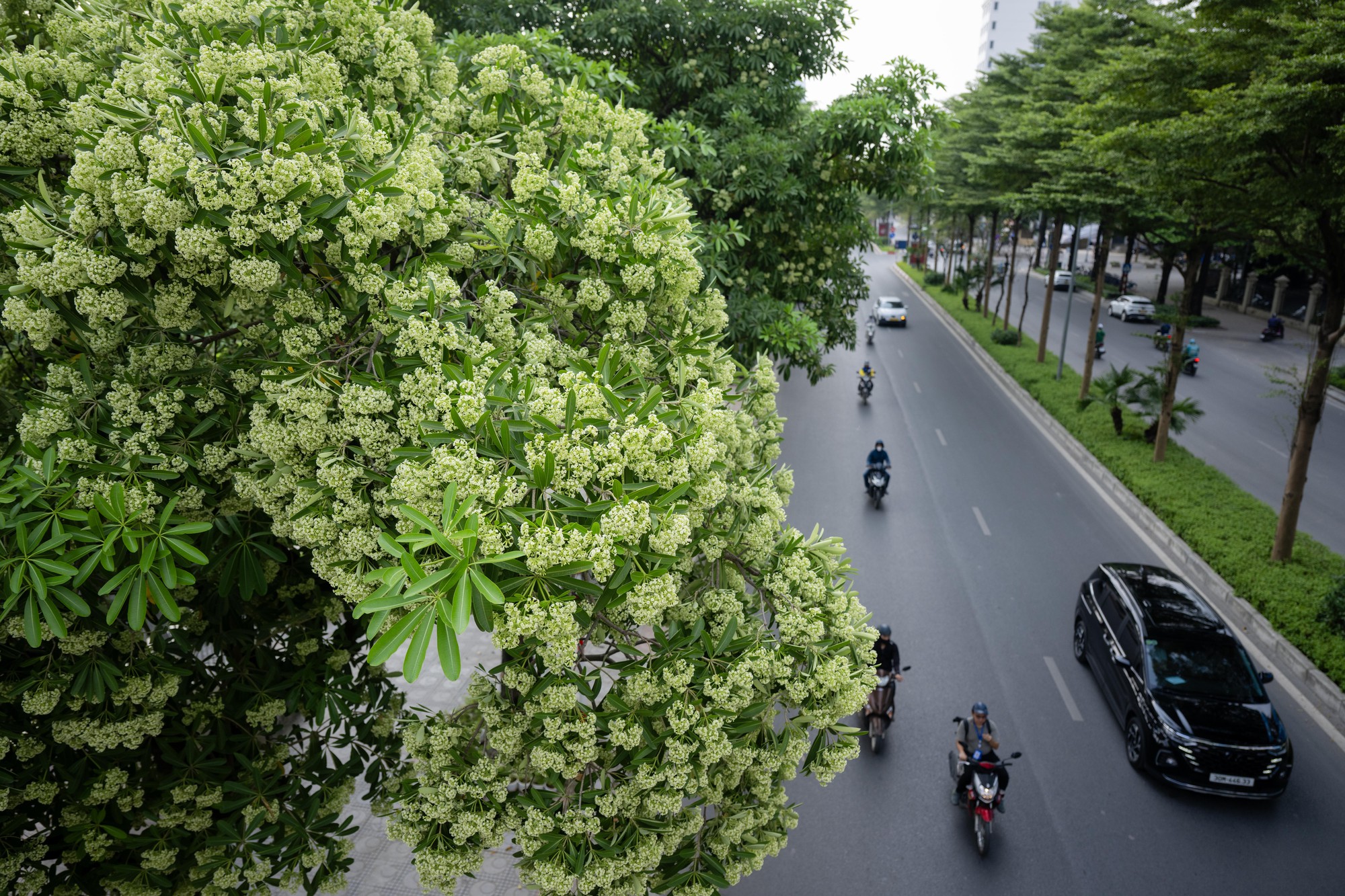 Clip: Đủ nắng hoa sẽ nở, Hà Nội có 14.400 cây hoa sữa thì tôi thở làm sao?- Ảnh 6.