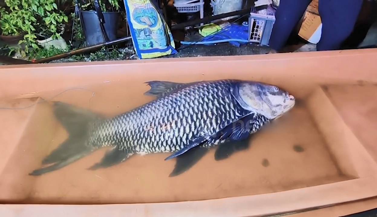 Người dân phát hiện con cá chép khổng lồ nặng 60kg gần bờ sông - Ảnh 1.