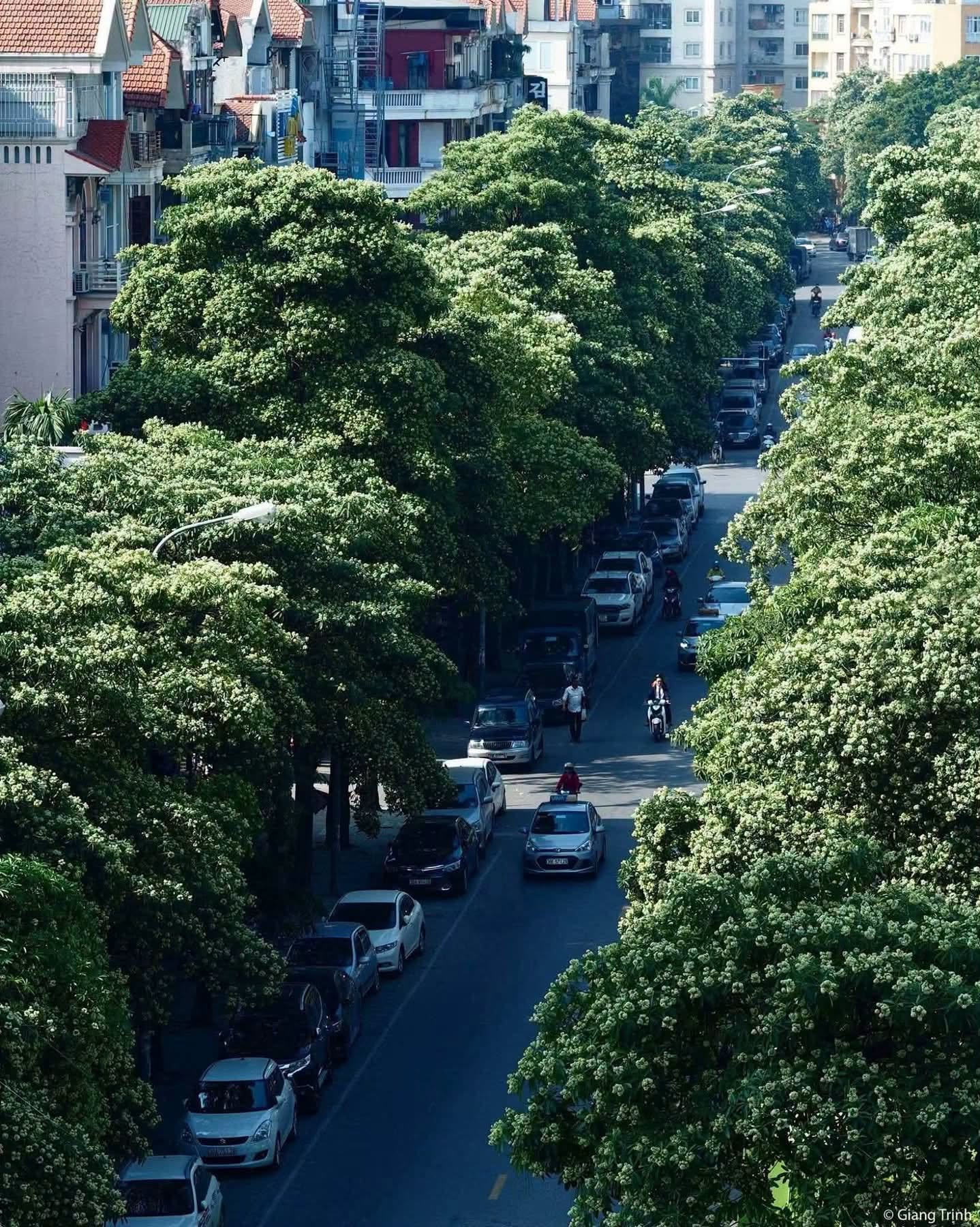 Những tuyến phố nhiều hoa sữa nhất Hà Nội: Cùng một đoạn đường người đứng lại hít hà, người đeo 2 lớp khẩu trang phóng cho nhanh- Ảnh 17.