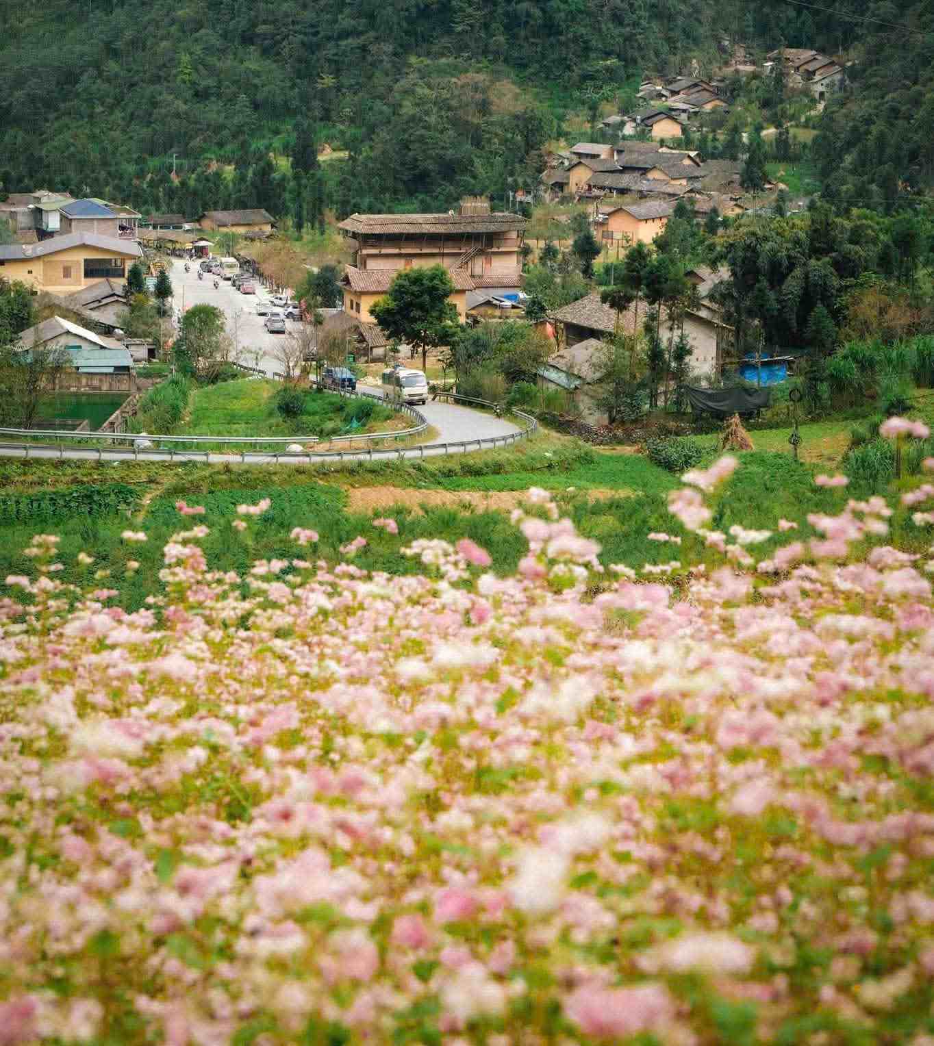 Chỉ còn 9 ngày nữa, 240ha hoa tam giác mạch đẹp nhất Việt Nam chính thức mở cửa, có nơi người dân được ngắm miễn phí- Ảnh 9.