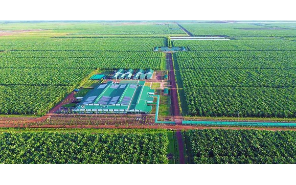 Việt Nam có một tỷ phú sang Lào, Campuchia trồng chuối quy mô lớn: Ký hợp đồng 10 năm với 'ông lớn' nông nghiệp Mỹ, phạt 1 USD/thùng nếu không đủ 90% cam kết