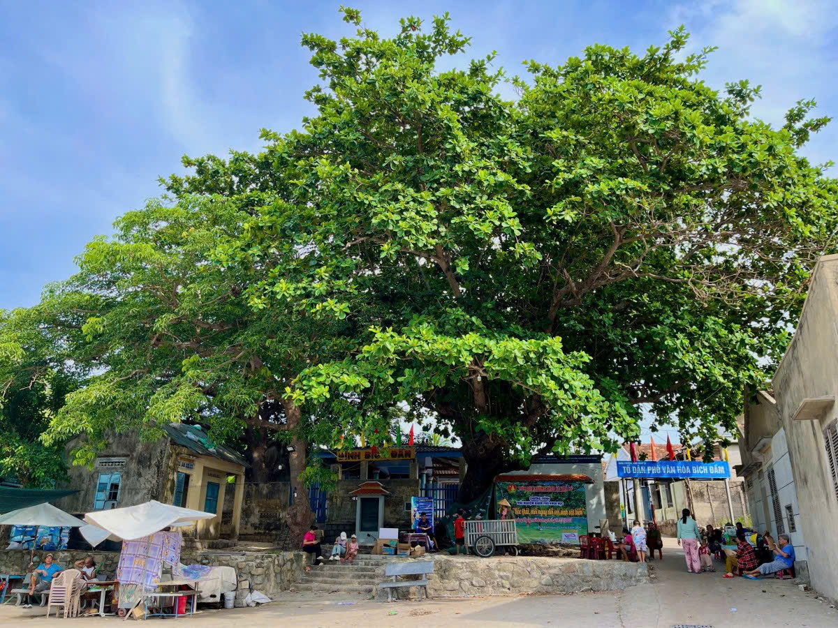 Phát hiện làng chài ở Việt Nam chỉ có điện 4 tiếng/ngày, hải sản đánh bắt ăn trong ngày vì không có tủ lạnh- Ảnh 5.