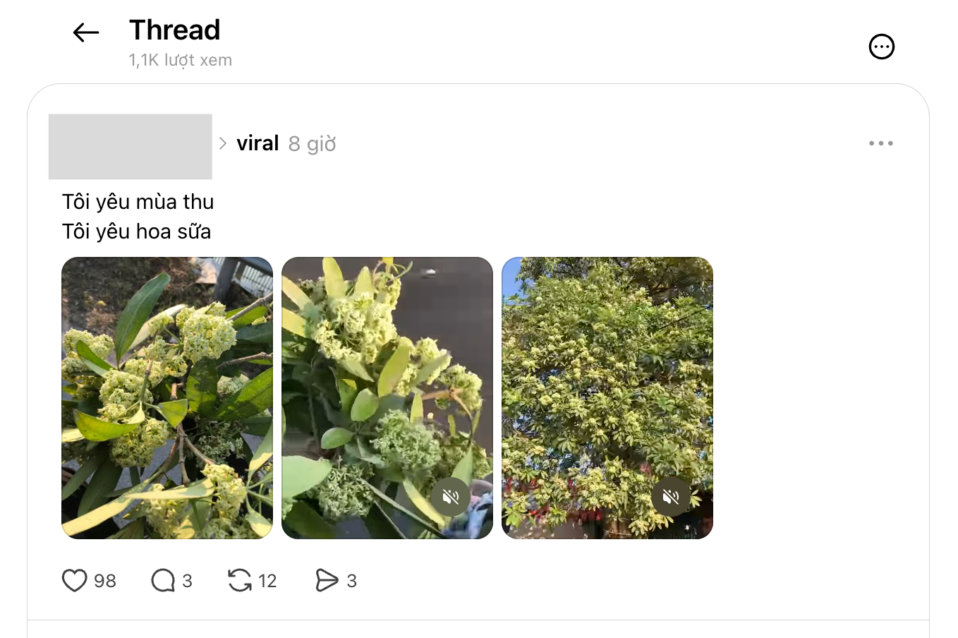 Trend hoa sữa hot nhất năm nay: 20/10 nhiều người xin hoa về cắm cho... thơm- Ảnh 2.