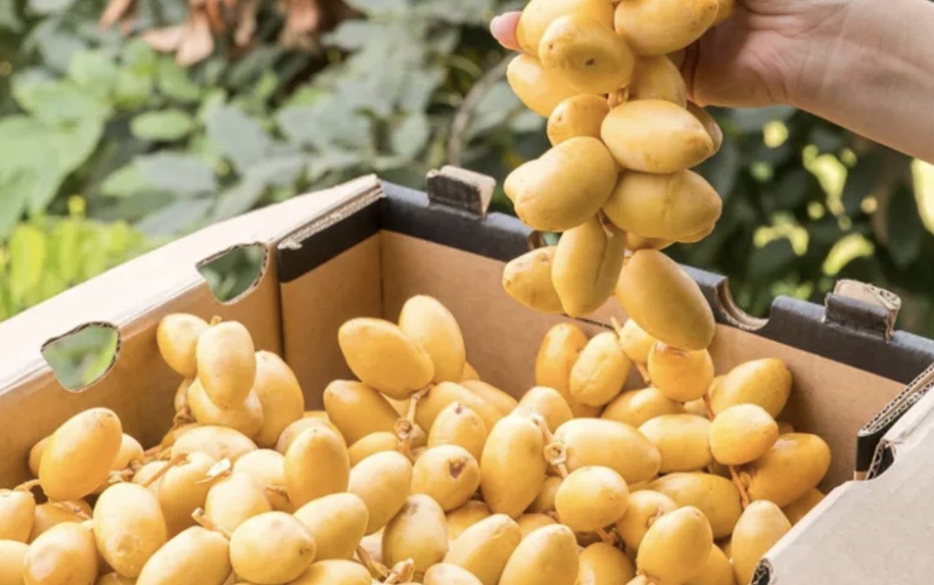 Việt Nam đã trồng được loại quả bé xíu có cách ăn kỳ lạ: Được đồn “cắn dọc thì ngọt, cắn ngang lại chát đến nhăn mặt”- Ảnh 2.