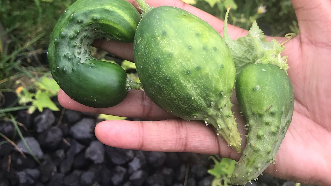3 loại trái cây tế bào ung thư rất thích, có "bán rẻ như cho" cũng đừng động vào dù chỉ 1 lần!- Ảnh 1.
