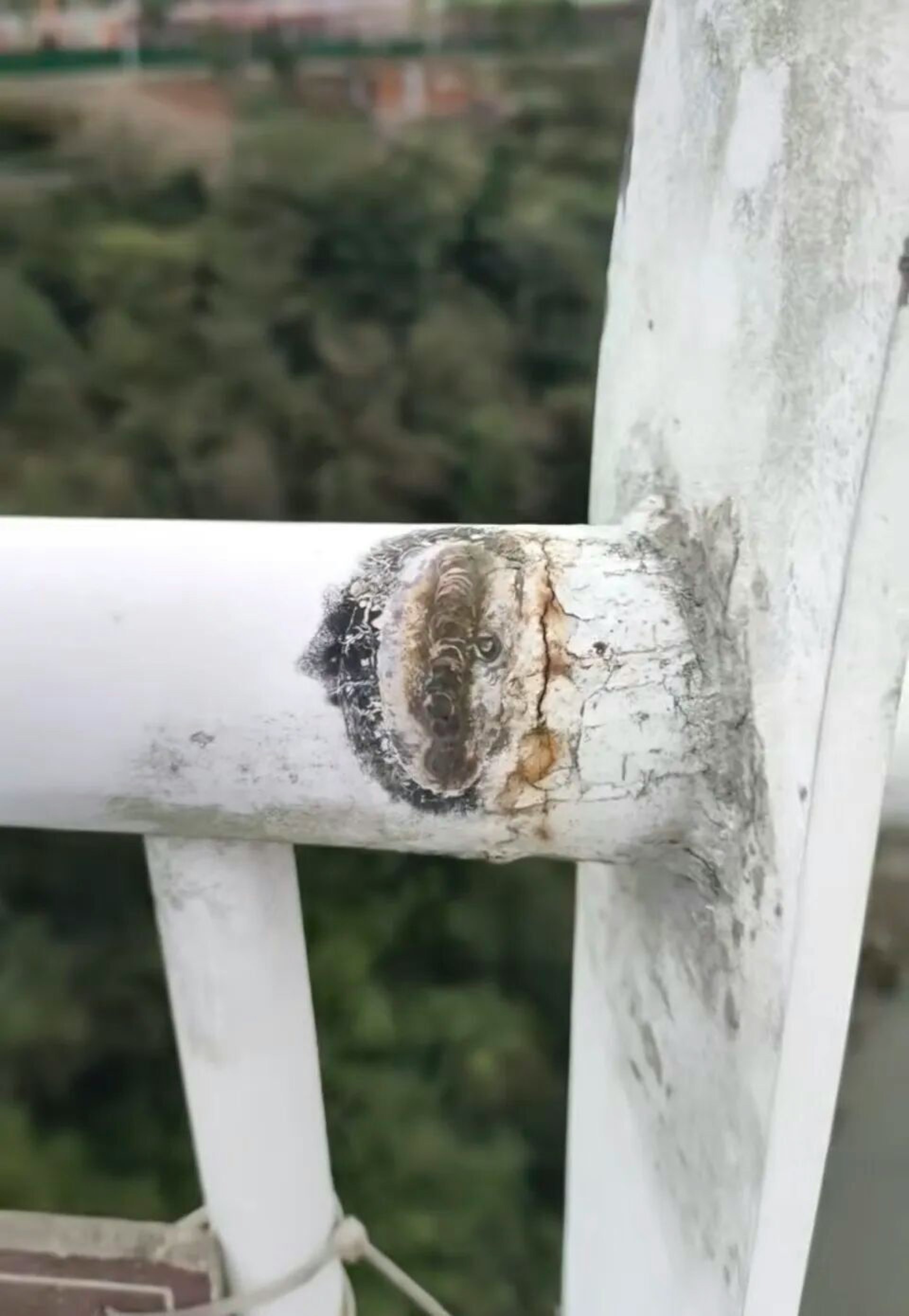 Đang đi trên cầu kính tại khu du lịch nổi tiếng, một người phát hiện 3 điểm khác lạ: Chính quyền vào cuộc - Ảnh 2.