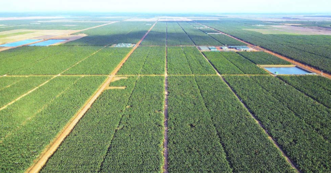 Việt Nam có một tỷ phú sang Campuchia trồng hơn 2.000 ha dứa: Được tập đoàn Mỹ 135 năm tuổi bắt tay hợp tác, sản lượng dự kiến 100.000 tấn/năm - Ảnh 1.