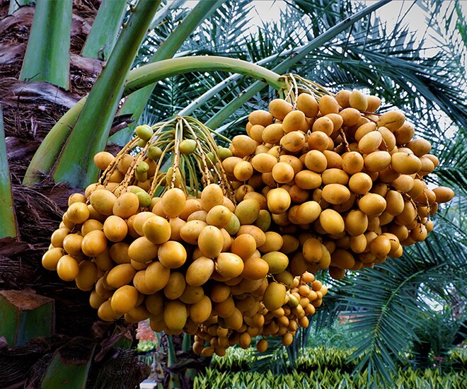 Việt Nam đã trồng được loại quả bé xíu có cách ăn kỳ lạ: Được đồn “cắn dọc thì ngọt, cắn ngang lại chát đến nhăn mặt”- Ảnh 8.