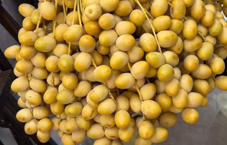 Việt Nam đã trồng được loại quả bé xíu có cách ăn kỳ lạ: Được đồn “cắn dọc thì ngọt, cắn ngang lại chát đến nhăn mặt”- Ảnh 1.