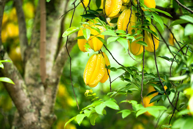 5 lý do gia đình có sân vườn nên trồng một cây khế trước nhà: Lý do cuối liên quan đến phong thủy- Ảnh 1.