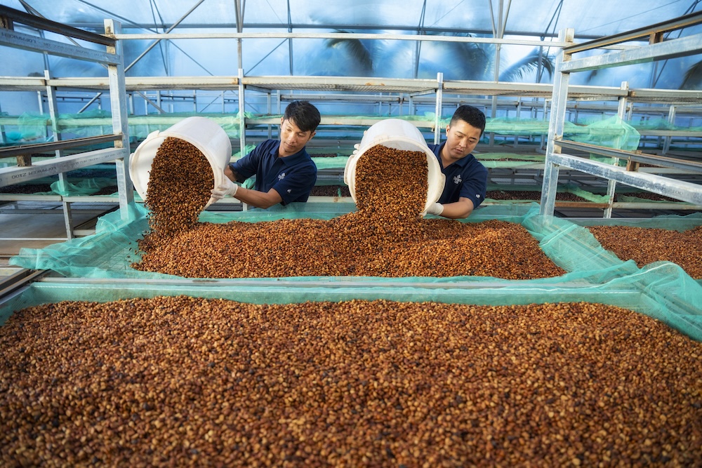 Xuất khẩu cà phê lập kỷ lục, mang về 8,5 tỷ USD - Ảnh 3.