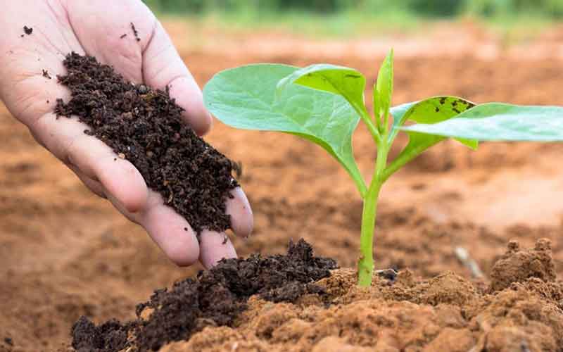 CTCK gọi tên 2 doanh nghiệp hưởng lợi trực tiếp từ đề xuất giảm thuế xuất khẩu phân bón