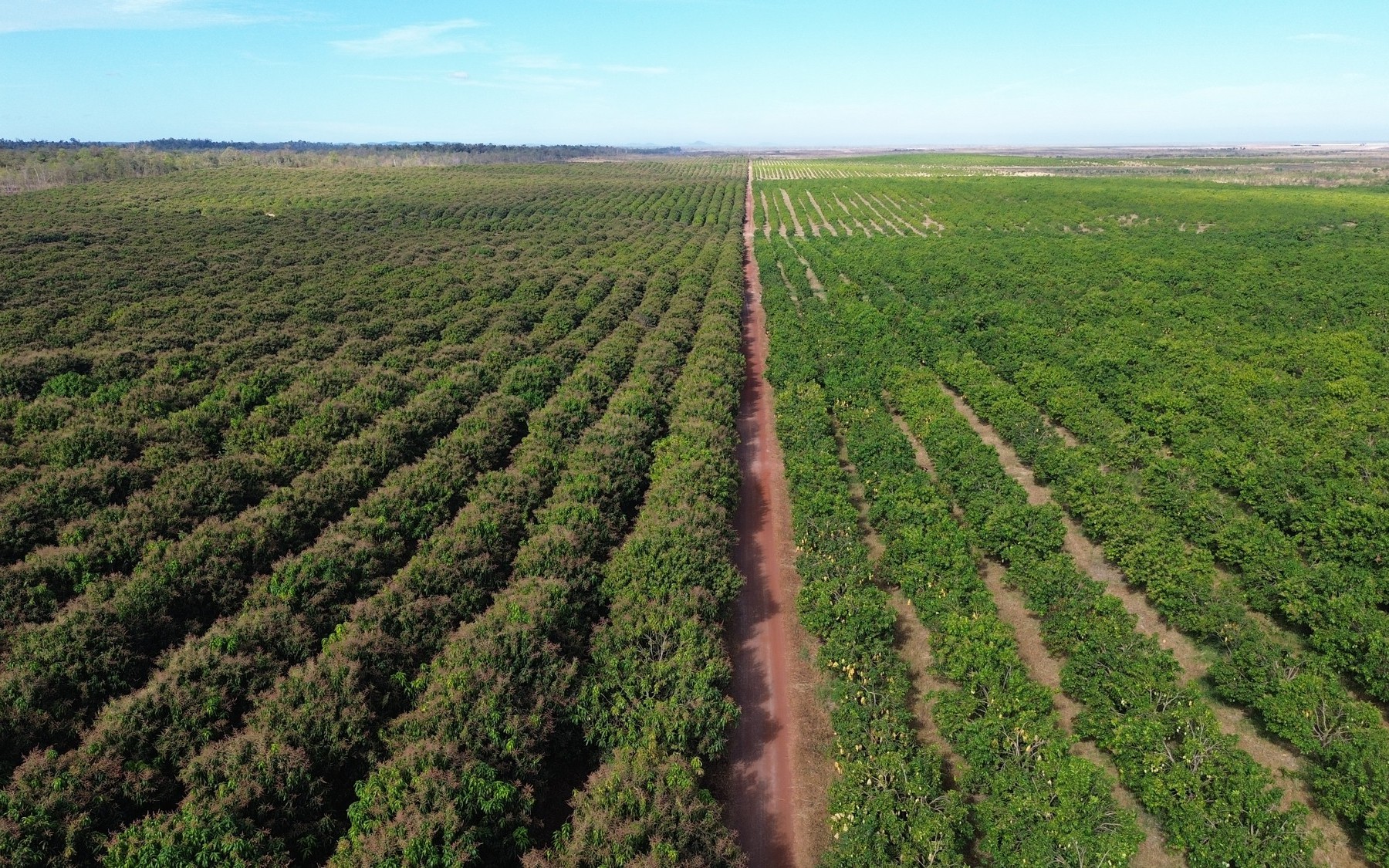 Việt Nam có một tỷ phú sang Lào, Campuchia trồng 5.400 ha xoài: xuất khẩu đi Trung Quốc, sản lượng dự kiến 100.000 tấn/năm