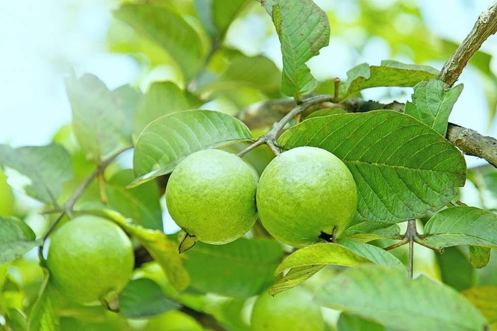 Vì sao nhiều gia đình ngày càng thích trồng cây ổi trong sân? Hóa ra không chỉ để lấy quả - Ảnh 1.