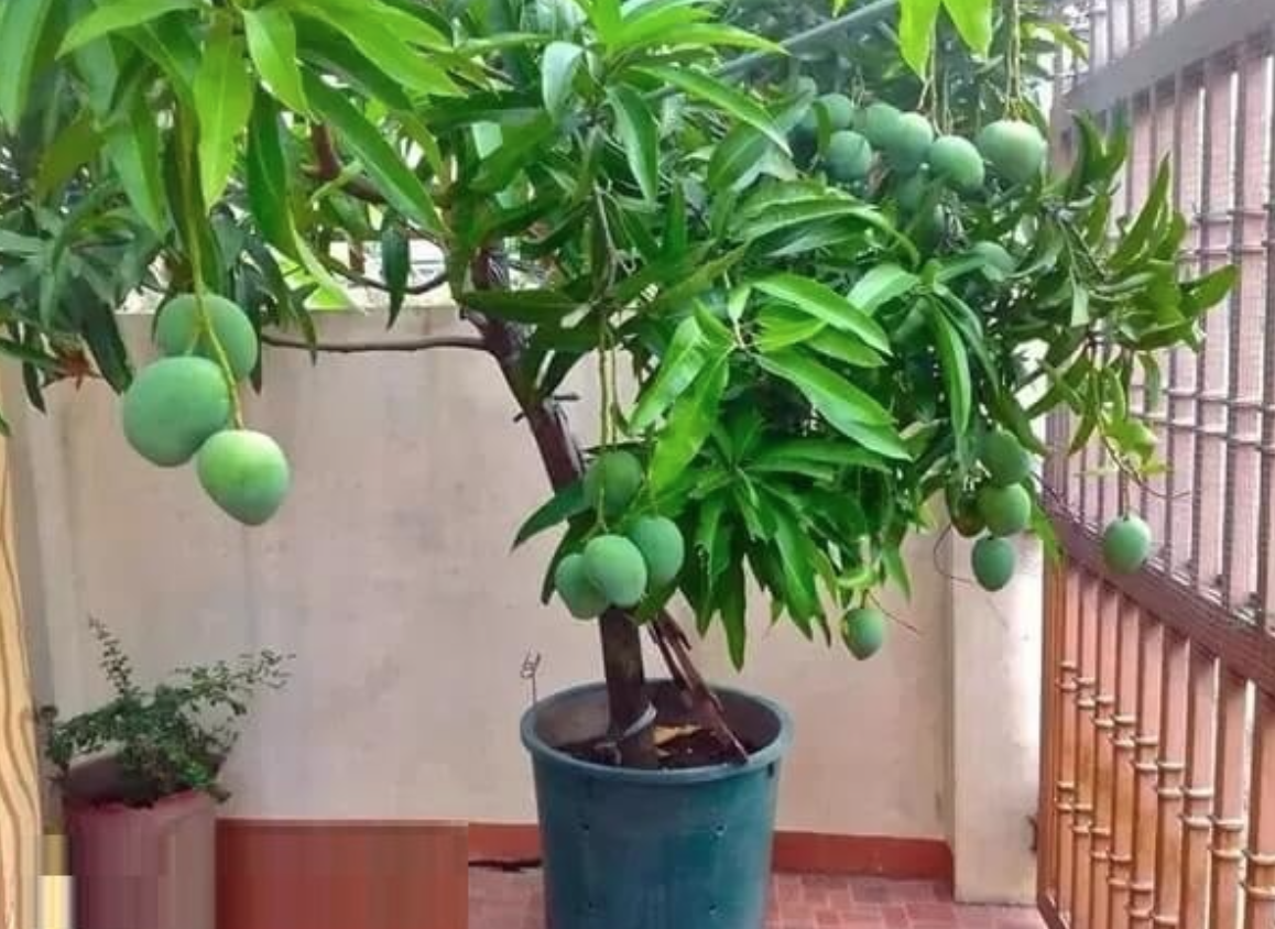 3 loại cây ăn quả chớ trồng sát nhà - Ảnh 1.