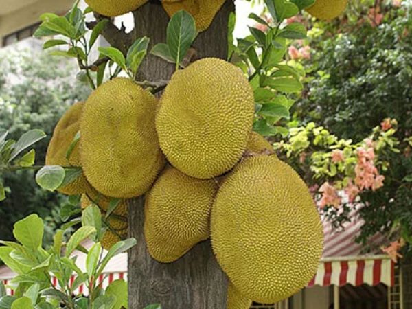 Nhiều gia đình trồng mít trong sân vườn, hóa ra không chỉ để lấy quả- Ảnh 1. Nhiều gia đình trồng mít trong sân vườn, hóa ra không chỉ để lấy quả- Ảnh 1.