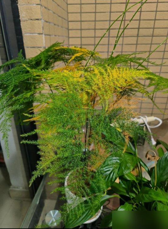 5 loại cây nhìn đẹp nhưng không nên tùy tiện đặt trong nhà: Sai vị trí, cây khó sống mà người cũng thêm phiền - Ảnh 1.