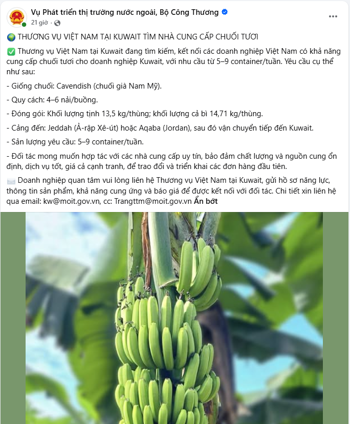 Kuwait tìm nguồn chuối Việt Nam: Nhu cầu 5–9 container mỗi tuần - Ảnh 1.