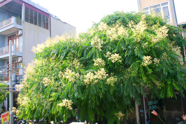 Việt Nam có loại cây quả chín mọng, nhiều người ăn từ bé nhưng Hà Nội đưa vào danh mục cấm trồng vì 3 lý do - Ảnh 4.